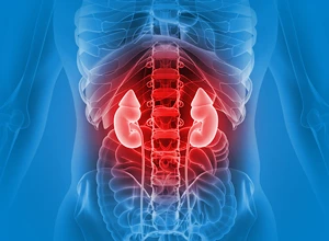 Ультразвуковое исследование (УЗИ) почек и надпочечников