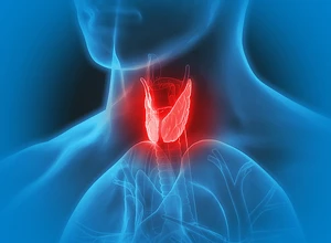 Ультразвуковое исследование (УЗИ) щитовидной железы и паращитовидных желез