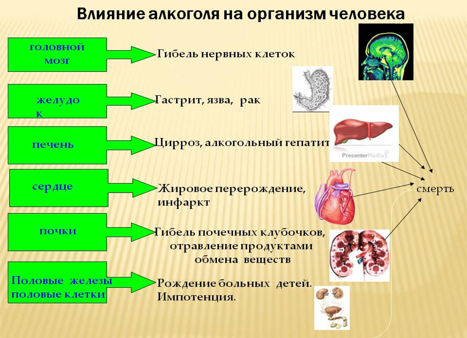 Какие органы участвуют в выведении продуктов распада. Негативное действие этилового спирта на организм человека. Вляниеалкоголя на организм человека.